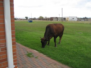 Cows right outside the window durring sacrament meeting.